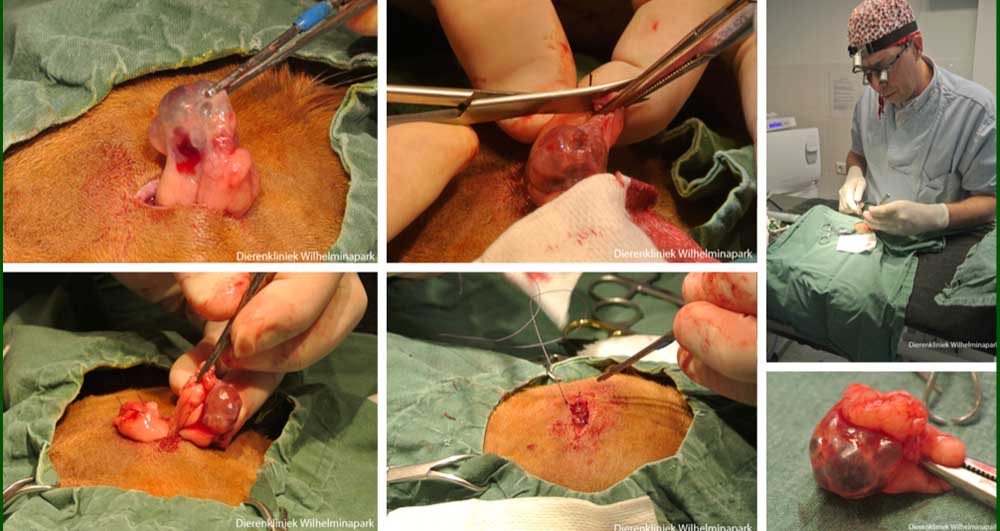 Een OVE via een flanksnede bij een cavia met cysteuze ovaria